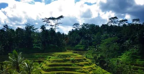 Paisaje de pirámide  en la selva cubierta por vegetación.